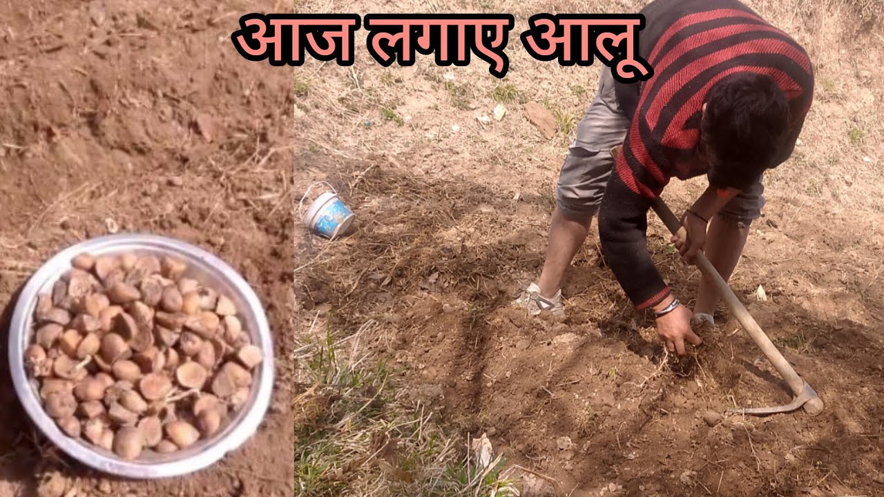  आज लगाए आलू नेगी जी और मैंने 🥚🥚🥚