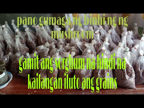 pag gawa ng binhi ng kabute gamit ang sorghum kihit hindi na iluto ang grains.