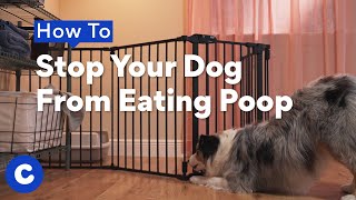 How to Stop Your Dog From Eating Poop by Chewy 810 views 11 days ago 2 minutes, 53 seconds