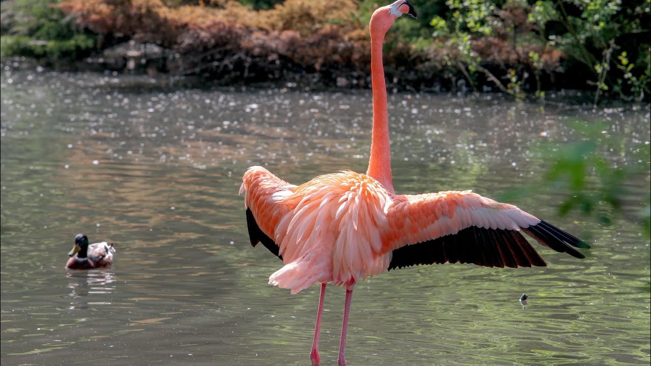 flamingo bird documentary in hindi | flamingo bird ||