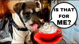 Mini Schnauzer LOVES Coffee☕! Dog Café Cures Winter his Blues