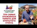 ТРИ САМЫХ УРОЖАЙНЫХ ТОМАТА ДЛЯ ОТКРЫТОГО ГРУНТА