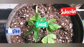 Clone Sunday - Week #4 Volume #5 - Cannabis Clones
