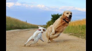 Я РЖАЛ ЦЕЛЫЙ ЧАС /СМЕШНЫЕ ЖИВОТНЫЕ/КОТЫ СОБАКИ И ДРУГИЕ/ТЕСТ НА ПСИХИКУ/ ПОПРОБУЙ НЕ ЗАСМЕЯТЬСЯ #61 Я РЖАЛ ЦЕЛЫЙ ЧАС /СМЕШНЫЕ ЖИВОТНЫЕ/КОТЫ СОБАКИ И ДРУГИЕ/ТЕСТ НА ПСИХИКУ/ ПОПРОБУЙ НЕ ЗАСМЕЯТЬСЯ #61