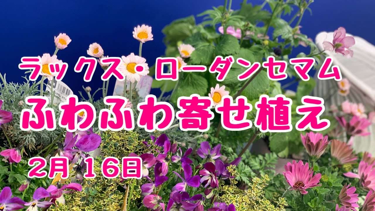 ラックス・ローダンセマムでふんわり春の寄せ植え #プランツ