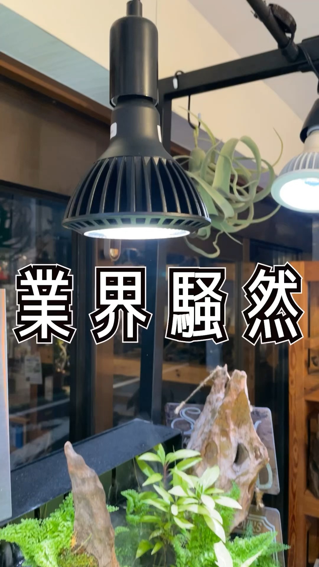 世界が注目】京セラの動物や植物を救うライトがやばい!#shorts 世界が注目】京セラの動物や植物を救うライトがやばい!#shorts