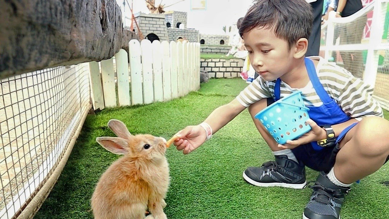 Ngasih Makan Kelinci di Mini Zoo Miniapolis - Kebun Binatang Mini Bandung - YouTube