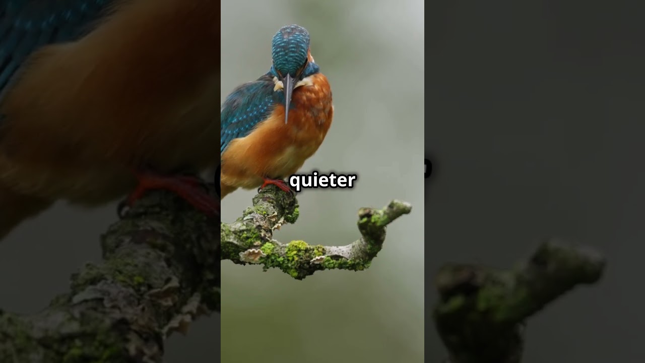 Top 5 Animals That Inspire Technology!