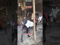 🐏 गया बिहार का सबसे भारी Turki Dumba 😱 | MR Goat Farm Gaya #shorts