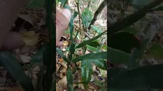 Download Lagu KAYU BERTUAH !!! KAYU SULAIMAN LOMBOK. #shorts #hamzanwadisembalun #kayusulaiman MP3