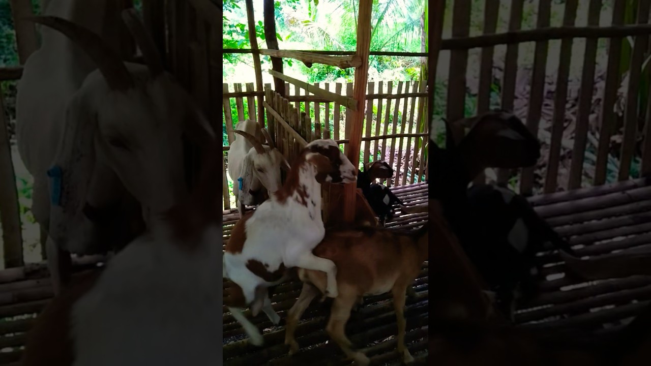 Don39t Scrave Only Like Entertainment Funny Youtubeshorts Viralvideo - YouTube Auto PHP Script