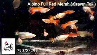 Albino Full Red Merah ( crown tail ) guppy