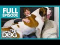 168lbs lapdog causes bruises  injuries  full episode  its me or the dog