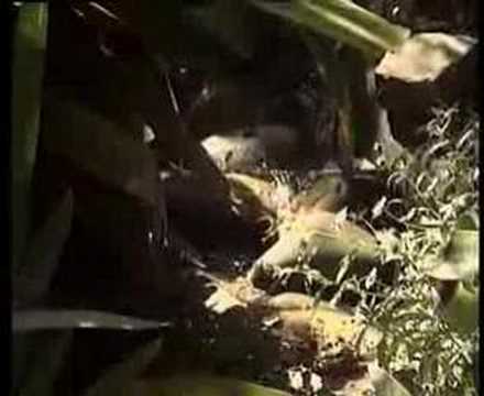 Ranker Video