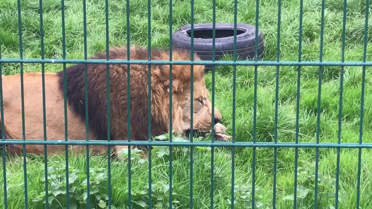 Blackpool Zoo Lion Feeding Part 03 YouTube