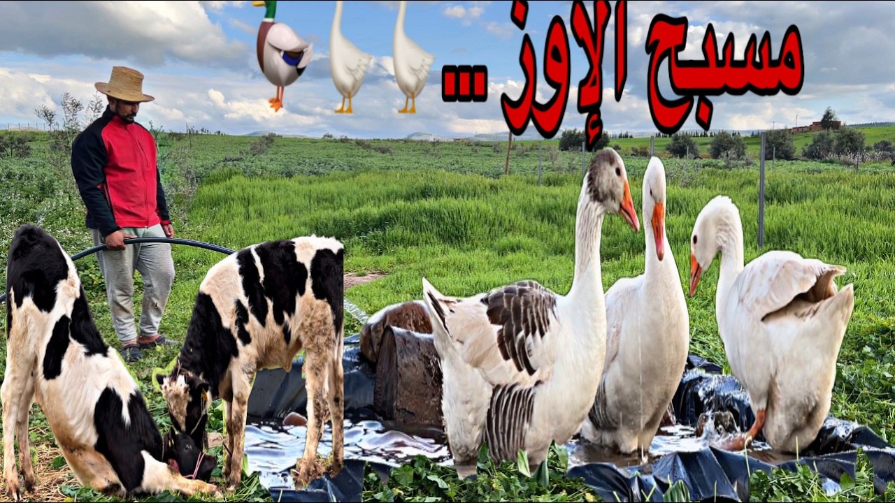 يوم من العمل في المزرعة إنشاء مسبح للإوز ماشاءالله اقتربت من إكمال المسرح للدجاج