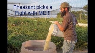 Filling the Feeders at the PHEASANT FARM!!! (I FIGHT a Pheasant!)
