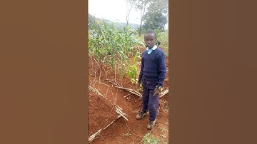 Soil conservation measures learnt in grade 7  Agriculture..#jss