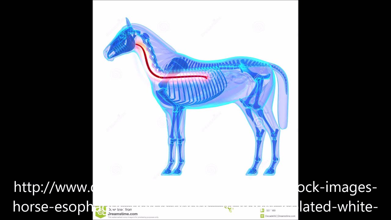 camera iphone 8 plus apk MEDICINA VETERINARIA - Clinica de Equinos - Esofago