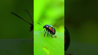 Chrysolina coerulans, also known as the blue mint beetle or blue mint leaf beetle #beetle #bugslife