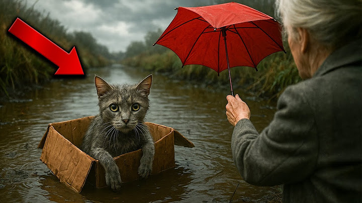 Cat With Broken Paws Was Tossed Into Canal… What an Old Lady Did Next Is Unbelievable