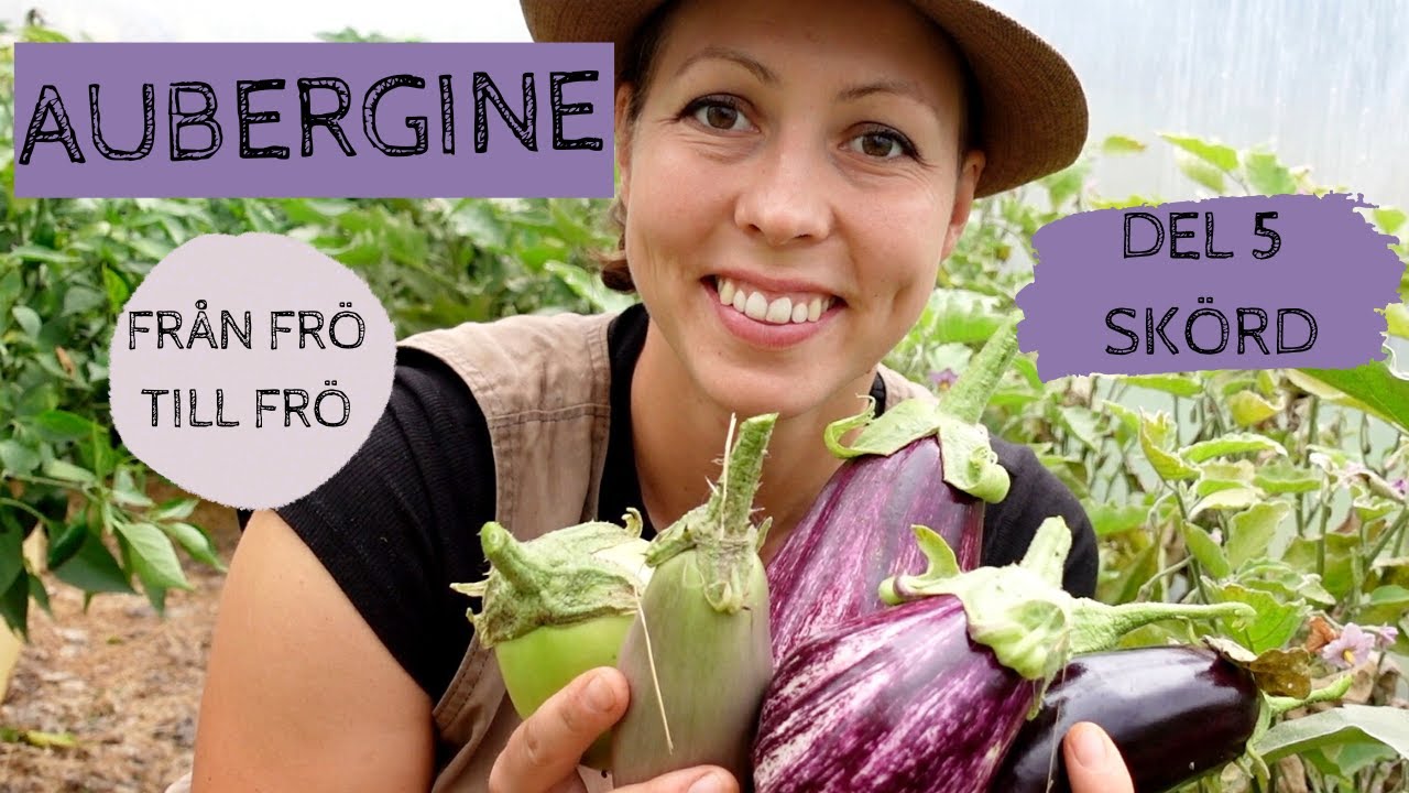 AUBERGINE - Från frö till frö - Del 5: Skörd i tunnelväxthuset