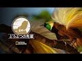 どうぶつの先輩 極楽鳥 (声:下野紘) | ナショジオ
