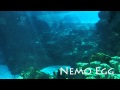 Finding Nemo Theme: Nemo Egg - Thomas Newman - Michael J. Linn