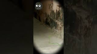 Green Asian Vine Snake 👀💚🐍 The Unexpected Guest