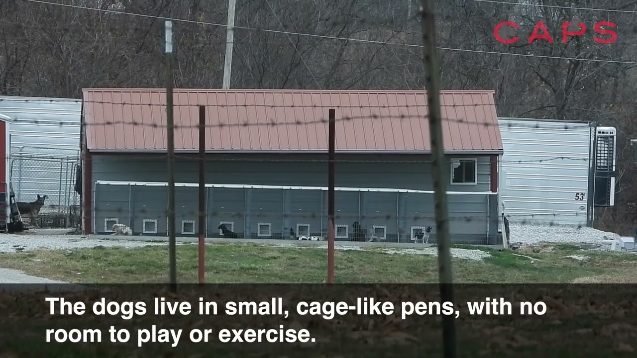 Chat N Crittiers, Angela Stephens' USDA Licensed Puppy Mill in Rocky Comfort, MO