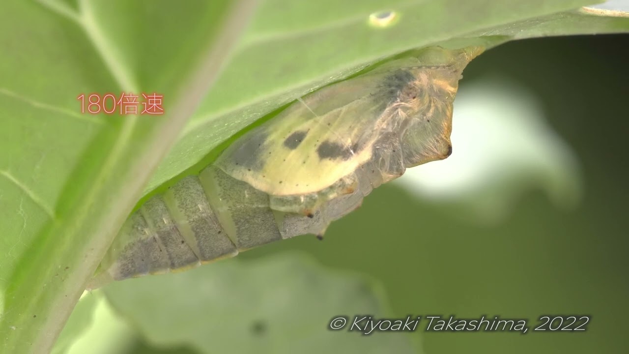モンシロチョウ 羽化前5時間の蛹の変化タイムラプス Youtube