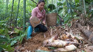 Harvesting bamboo shoots to sell - How to find and dig bamboo shoots underground - Green forest life