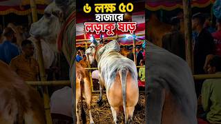 Famous fighting bull from Sylhet with a smooth body is sold for 6 lakh 50 thousand 🔥🐂❤️ #fighterbull #shorts #viral