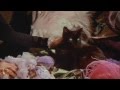 Grimes - Dream Fortress (Music Video)