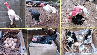 Video Proses Perkawinan Ayam, Bertelur, Mengeram Hingga Menetas