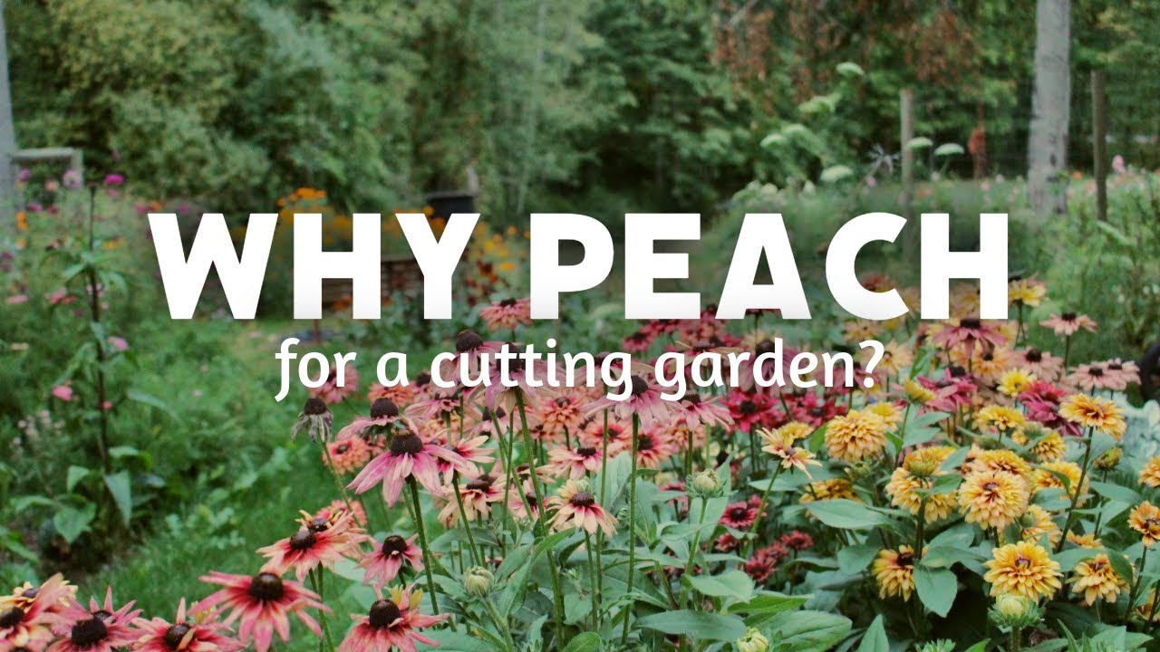 Peach(y) coloured cut flowers making my farmer florist life easier