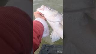 A Tricky Fishing Catch &amp; Release #catchandrelease #tricky #catchingfish #stripedbass #fishingvideo