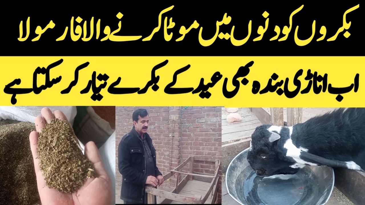 Desi Goat farming business plan