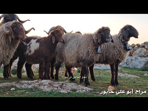 تهجين حلال الحروك على حلال الجملان زيارة للأخ أبو علي خابور