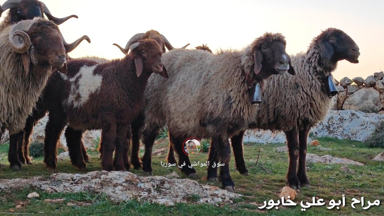 تهجين حلال #الحروك على حلال #الجملان || زيارة للأخ أبو علي خابور