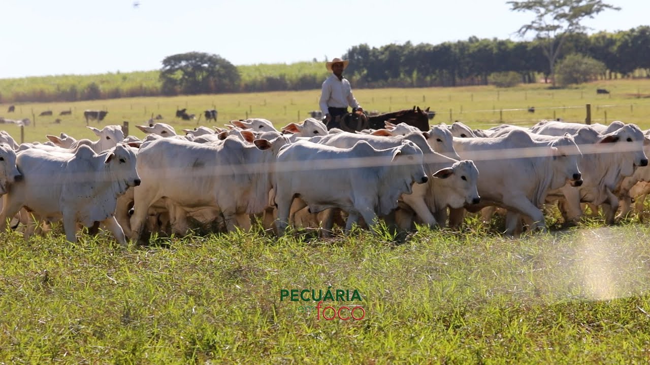 PECUÁRIA EM FOCO - DIA DE CAMPO TERRA BOA 2024