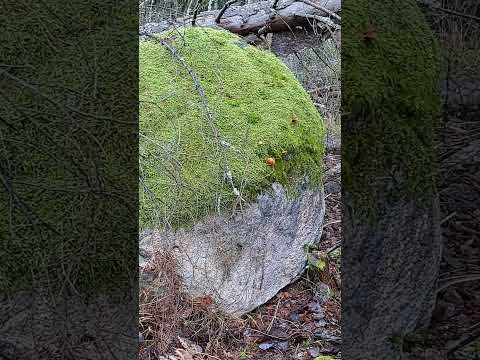 Moss Nature Forest Winter Shortvideo Fypシ