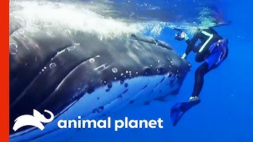 Humpback Whale Tries To Save Diver From Tiger Shark | Weird, True & Freaky