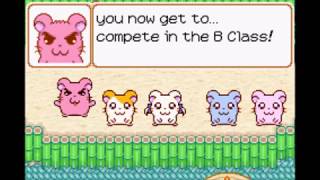Hamtaro and Bijou win the Hula Contest by doing exactly one thing