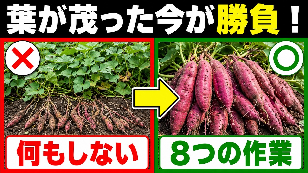 新鮮 さつまいものつる 葉っぱ　20キロ 7.8月】さつまいもの葉が茂ったら要注意！収穫量が2倍になる8つの作業