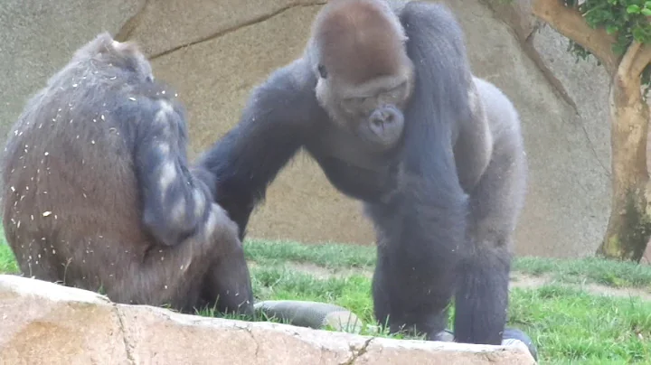 Gorilla Winston Family　ゴリラ　ウィンストン家族　San Diego Safari Park