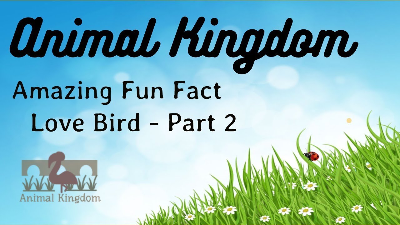 Animal Kingdom - Amazing Fun Fact about Love Bird – Part 2