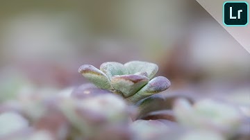 How I edit my macro photos | LIGHTROOM TUTORIAL