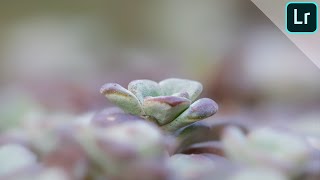 How I edit my macro photos | LIGHTROOM TUTORIAL screenshot 5