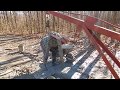 Hand Digging Water Well / Manual Percussion Drilling.  Part 4